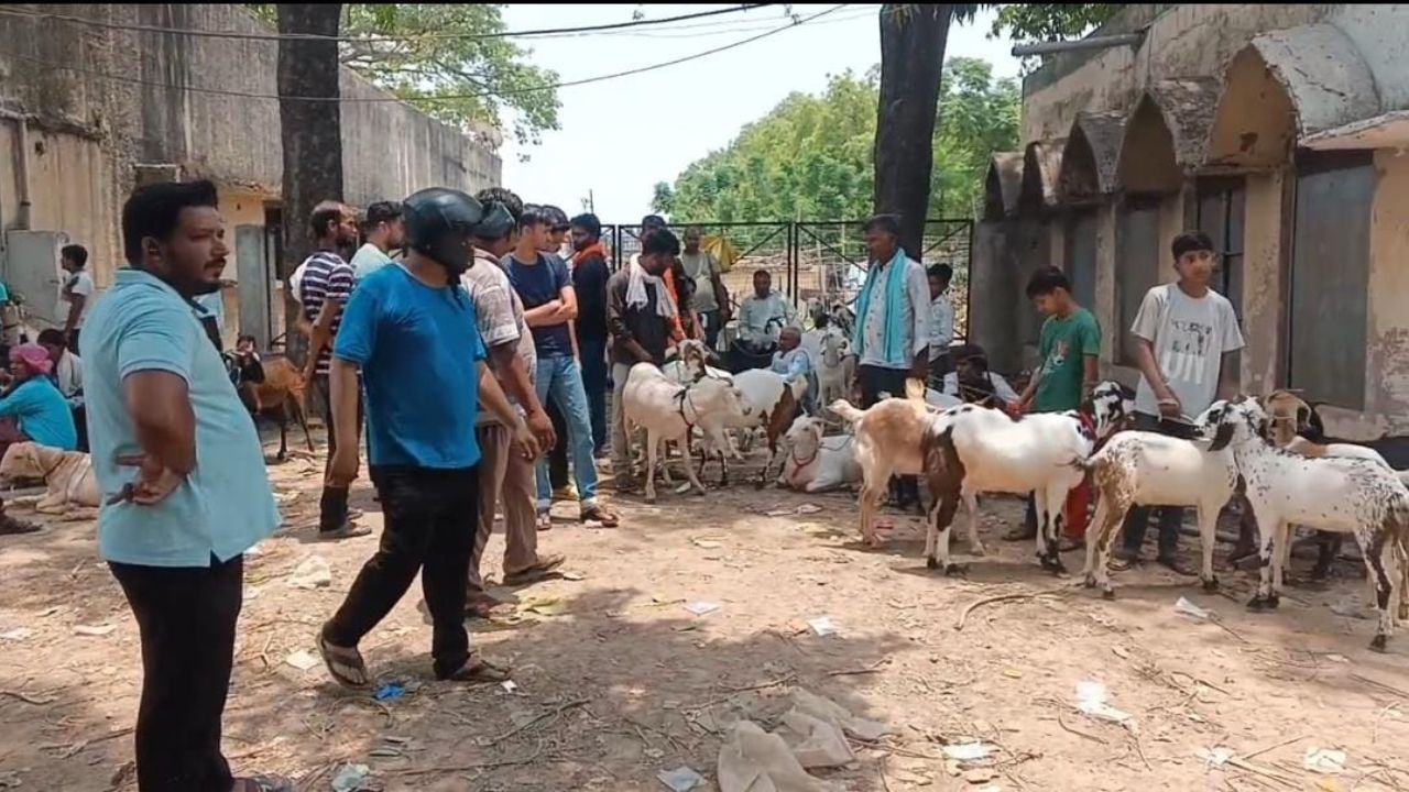 मंडी में खूब बिके बकरे।